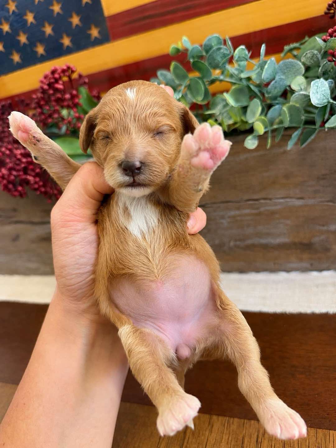 Pink 1 week old photo