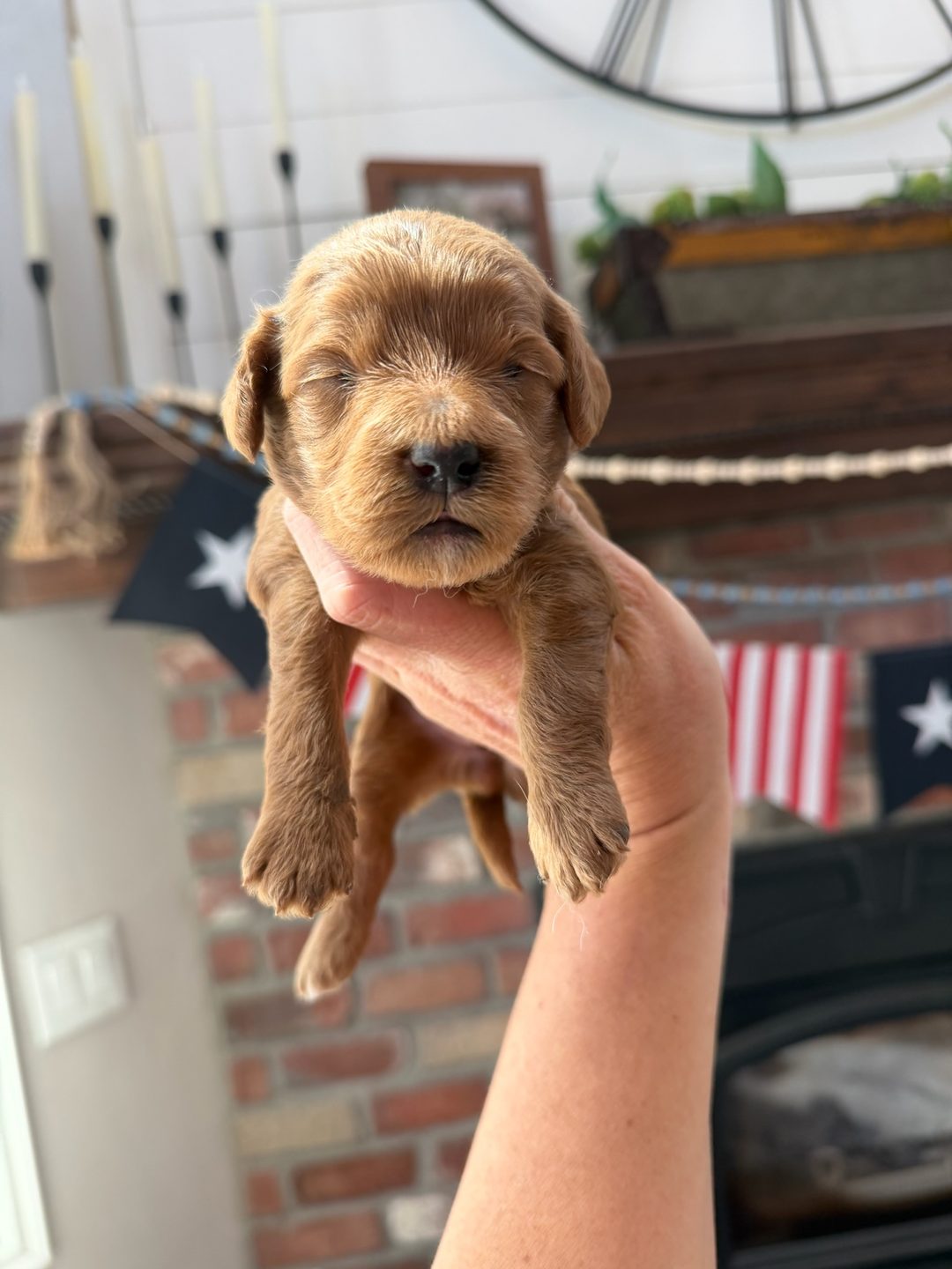 Reese's Pink - Female - Mini Goldendoodle Puppy
