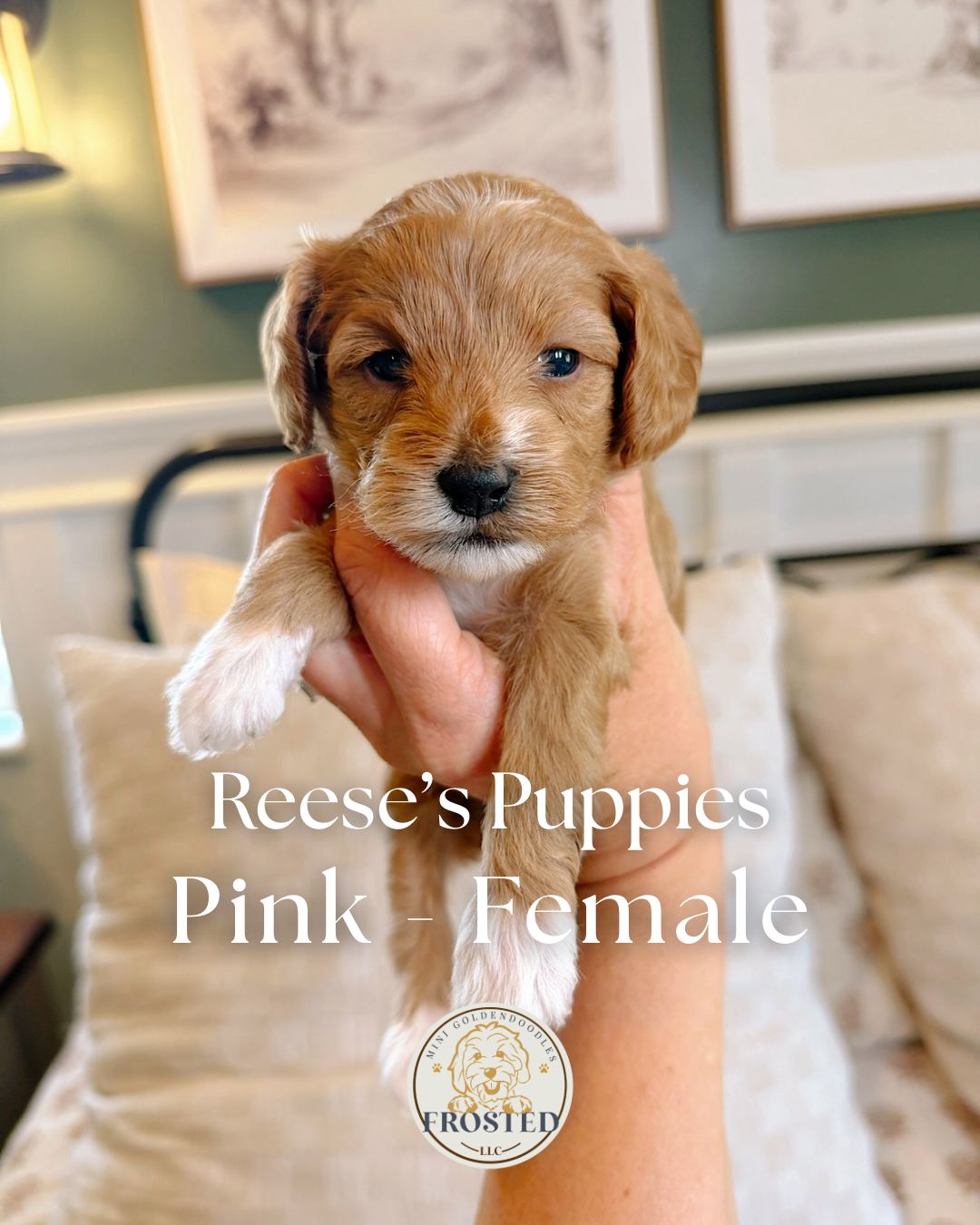 Reese's Pink - Female - Mini Goldendoodle Puppy