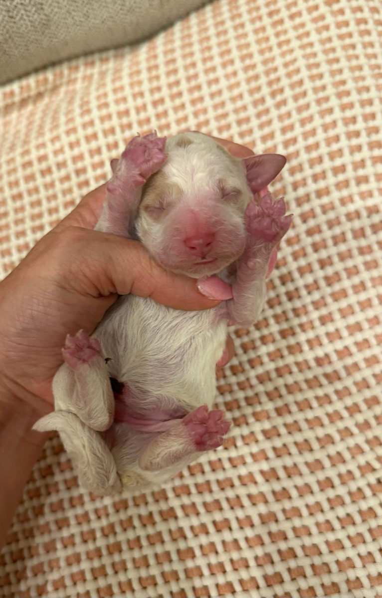 Red newborn photo
