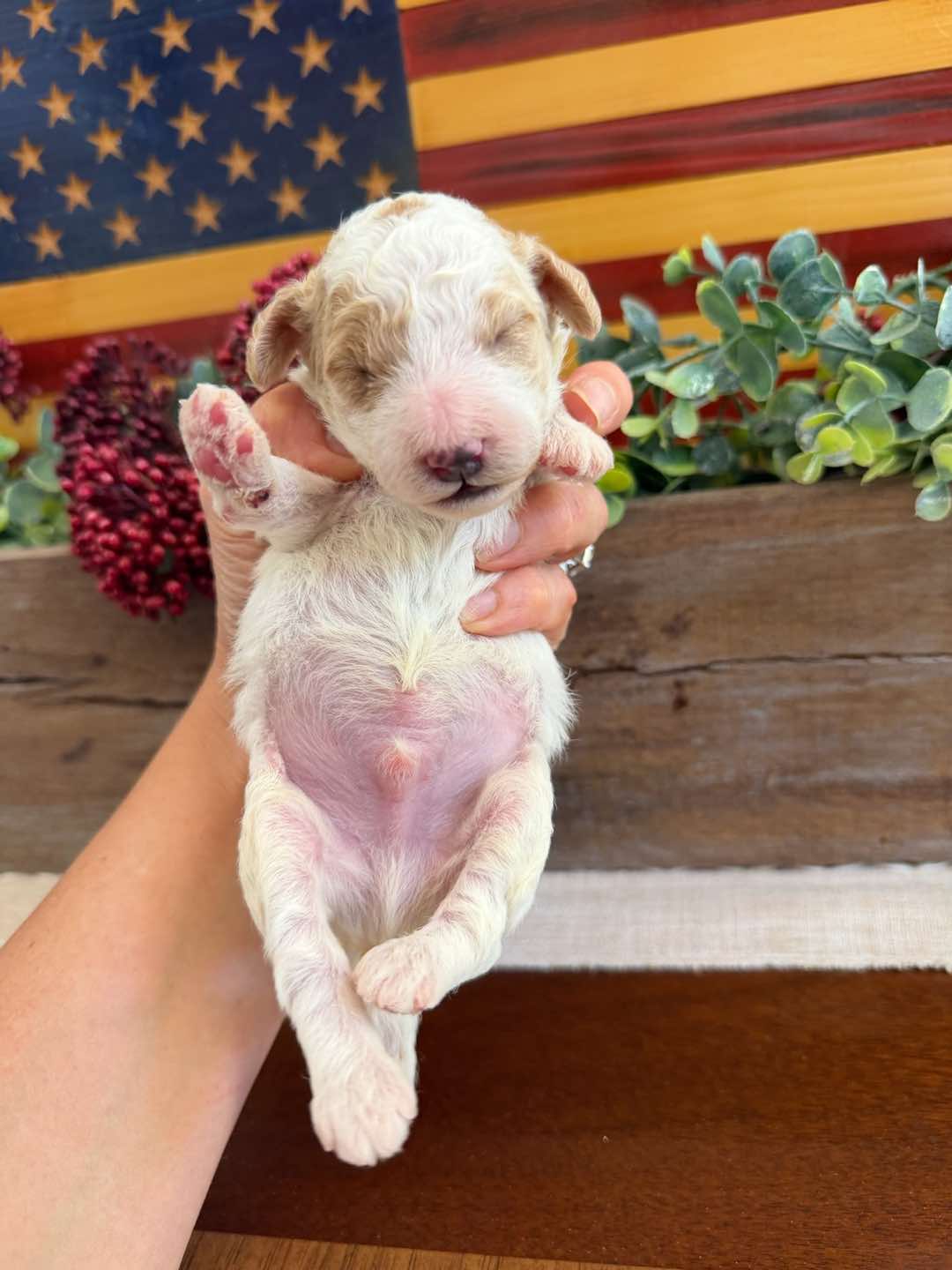 Red 1 week old photo