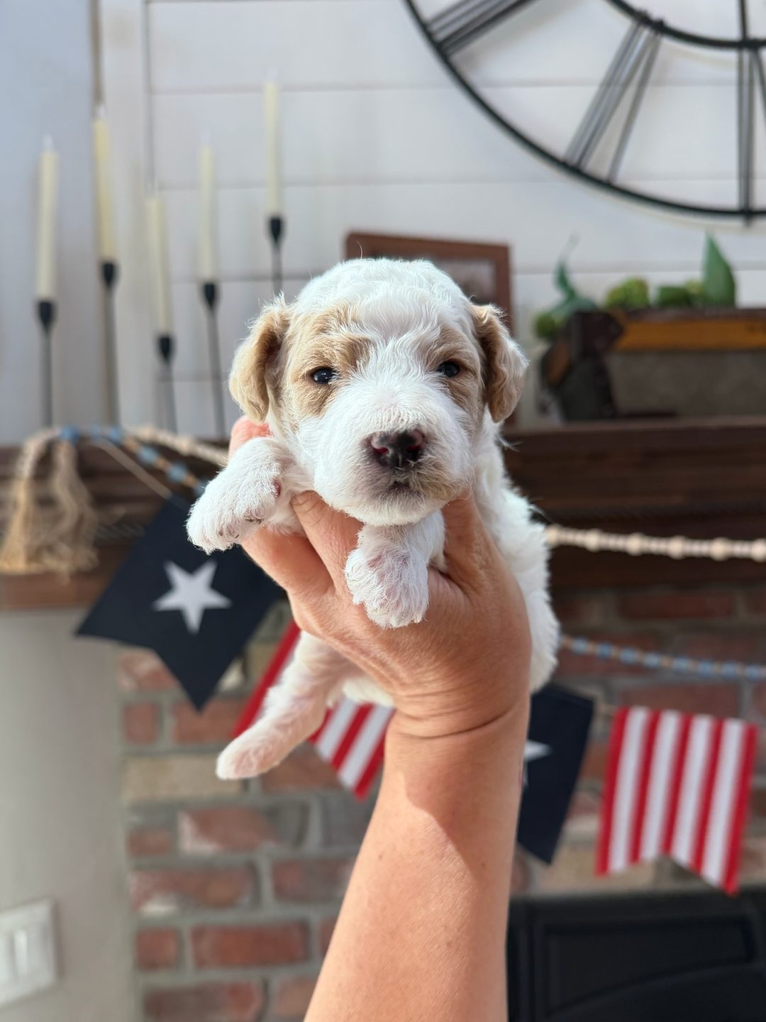Reese's Red - Male - Mini Goldendoodle Puppy (Parti Coat)