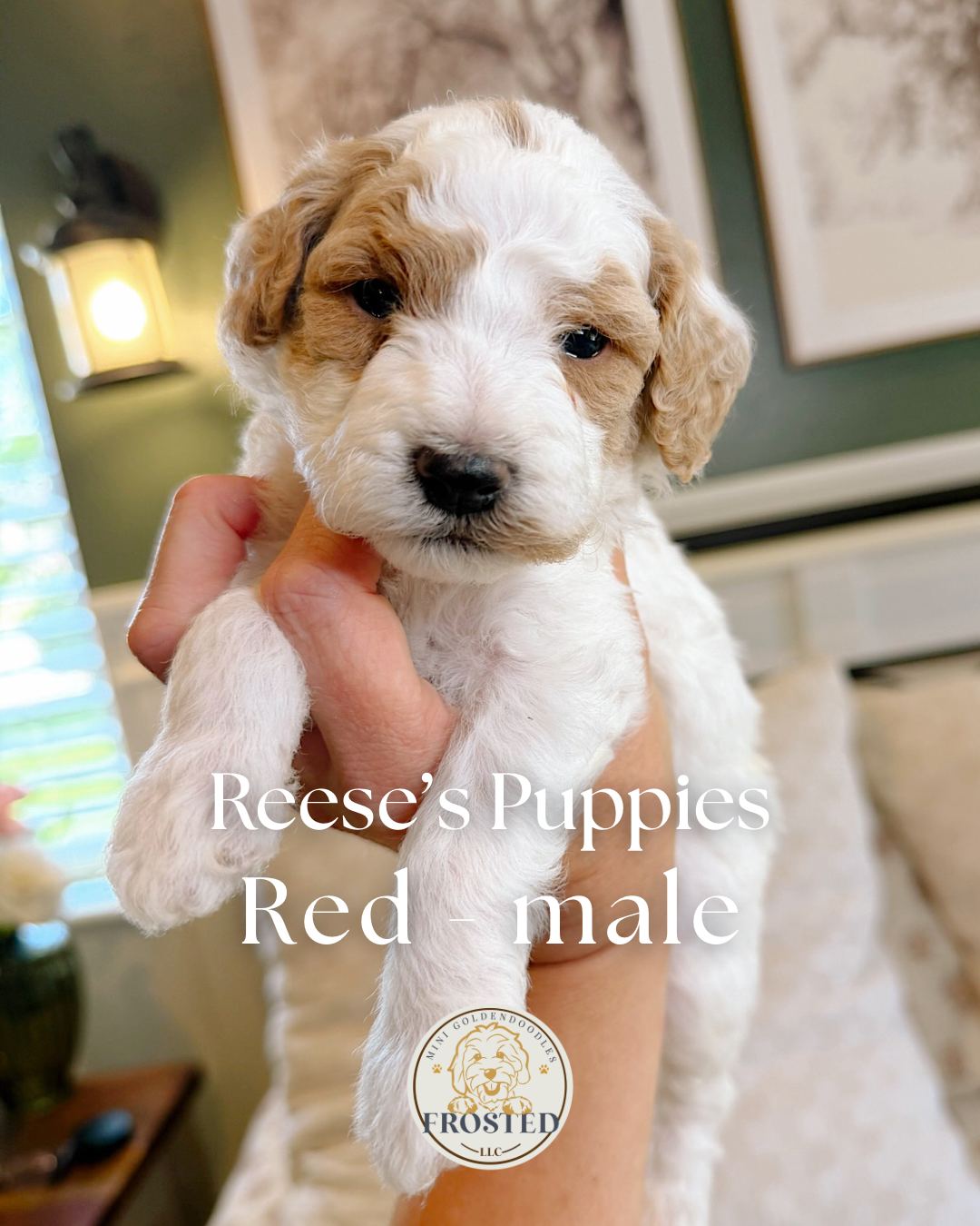 Reese's Red - Male - Mini Goldendoodle Puppy (Parti Coat)