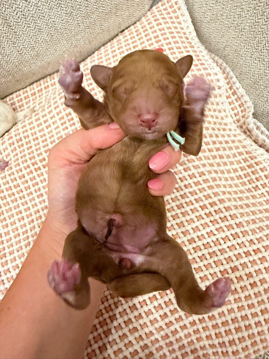 Teal newborn photo
