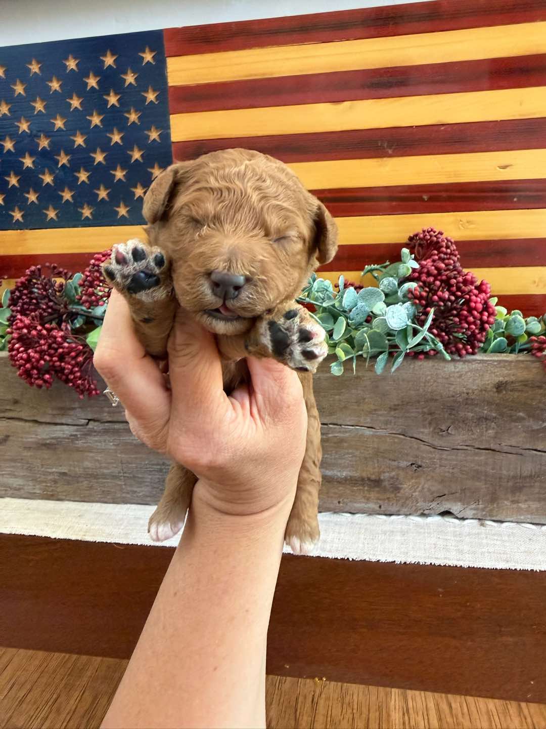 Teal 1 week old photo