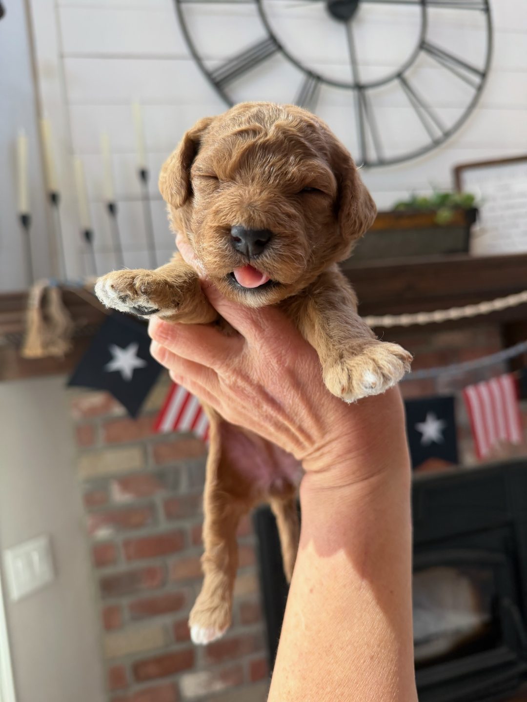 Reese's Teal - Female - Mini Goldendoodle Puppy