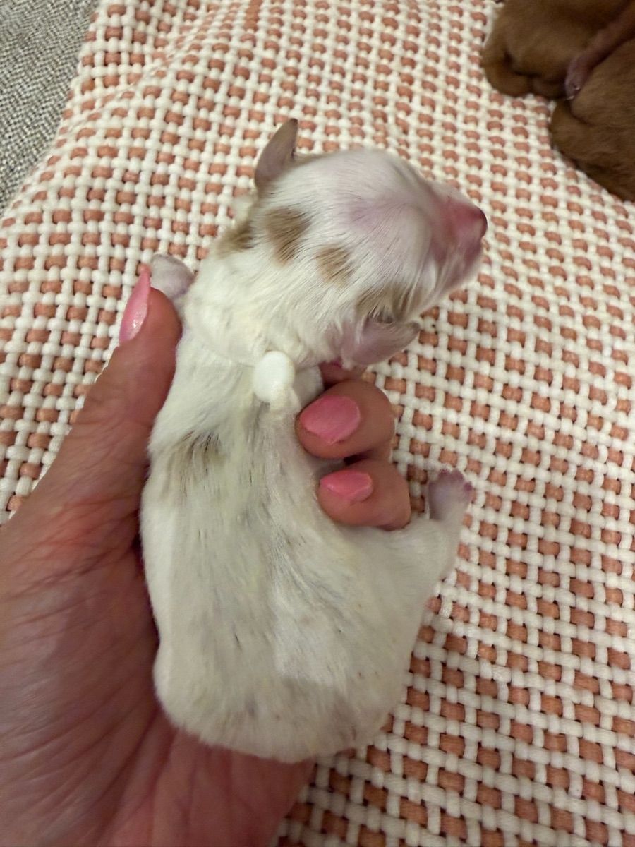 White newborn photo