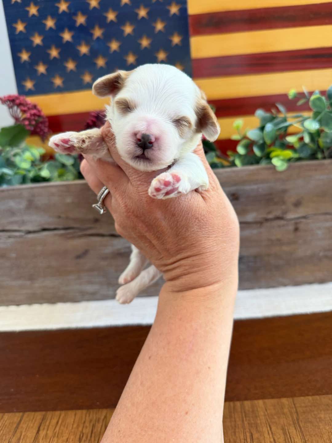 White 1 week old photo