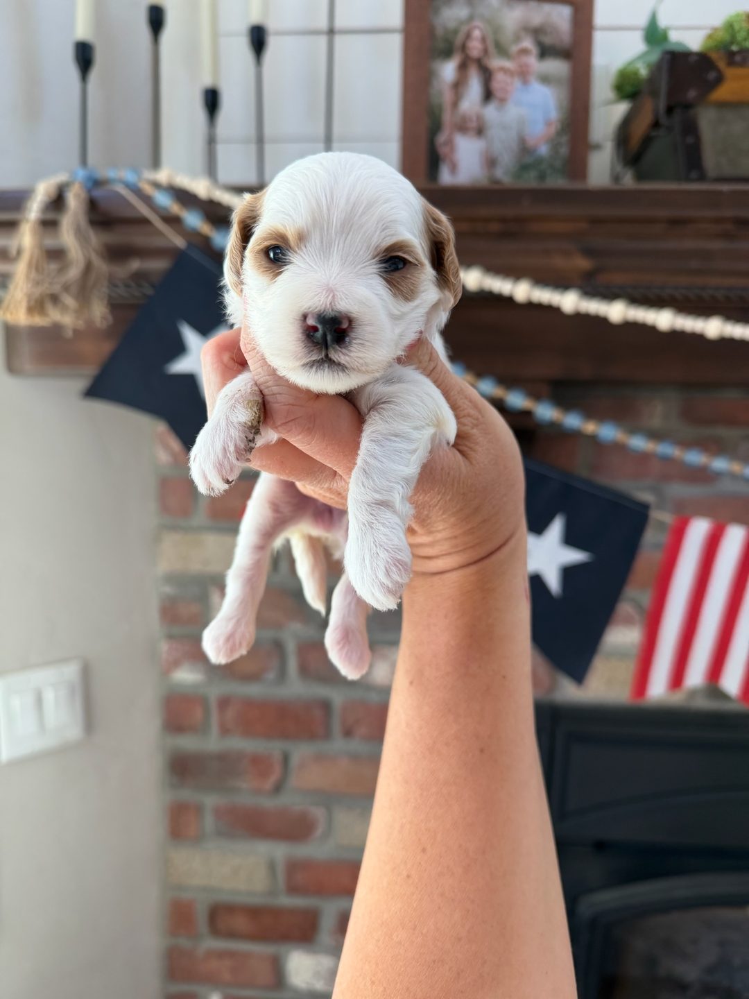 Reese's White - Female - Mini Goldendoodle Puppy (Parti Coat)