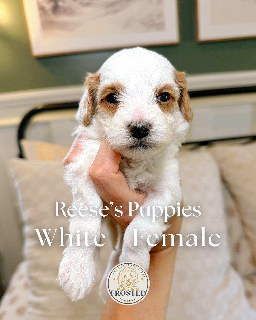 Reese's White - Female - Mini Goldendoodle Puppy (Parti Coat)
