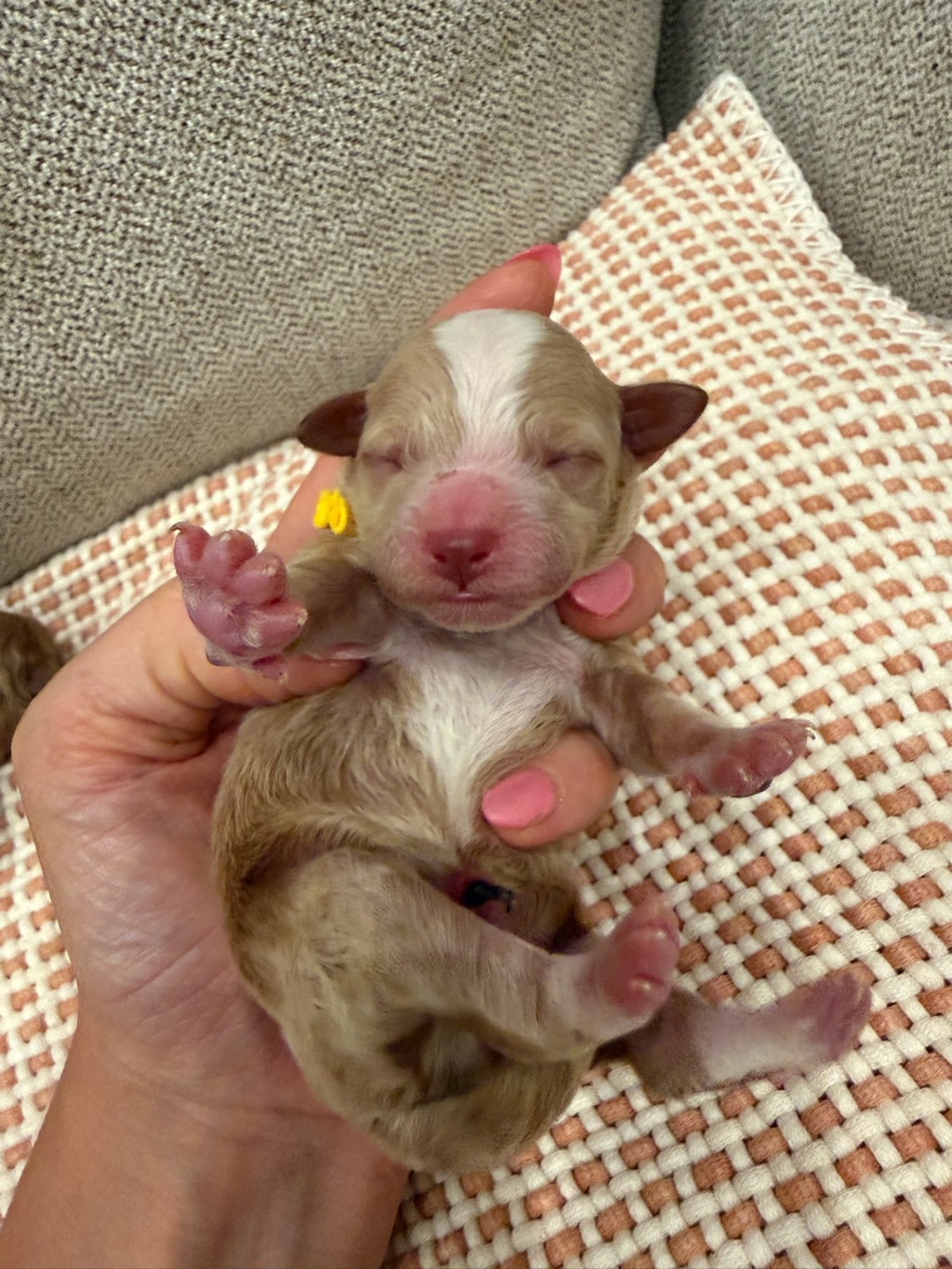Yellow newborn photo