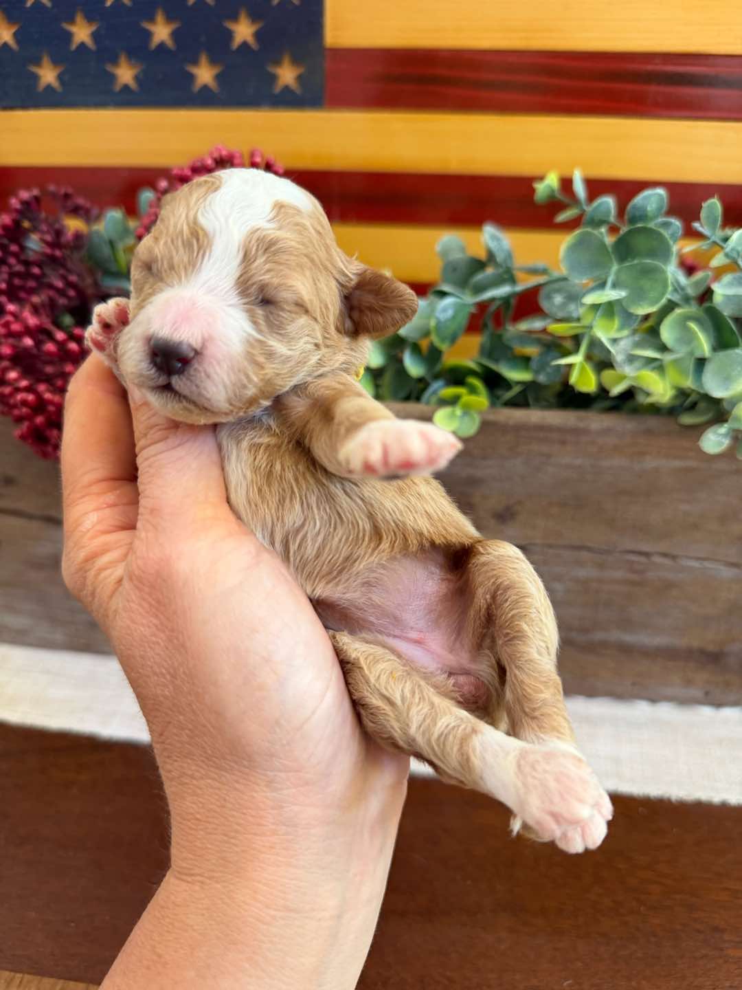 Yellow 1 week old photo