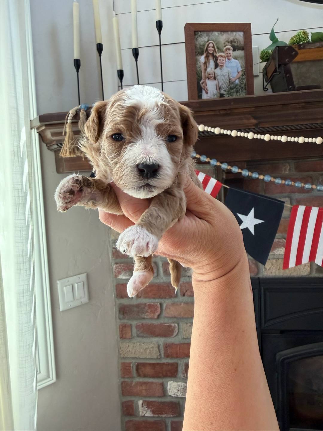 Reese's Yellow - Female - Mini Goldendoodle Puppy
