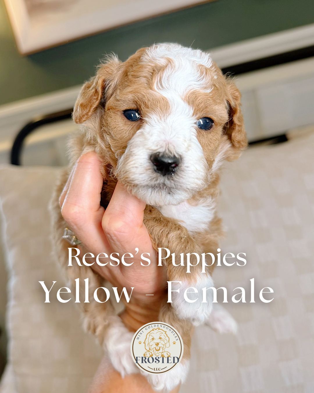 Reese's Yellow - Female - Mini Goldendoodle Puppy