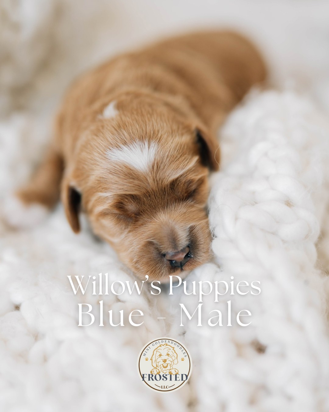 Blue 10 days old photo
