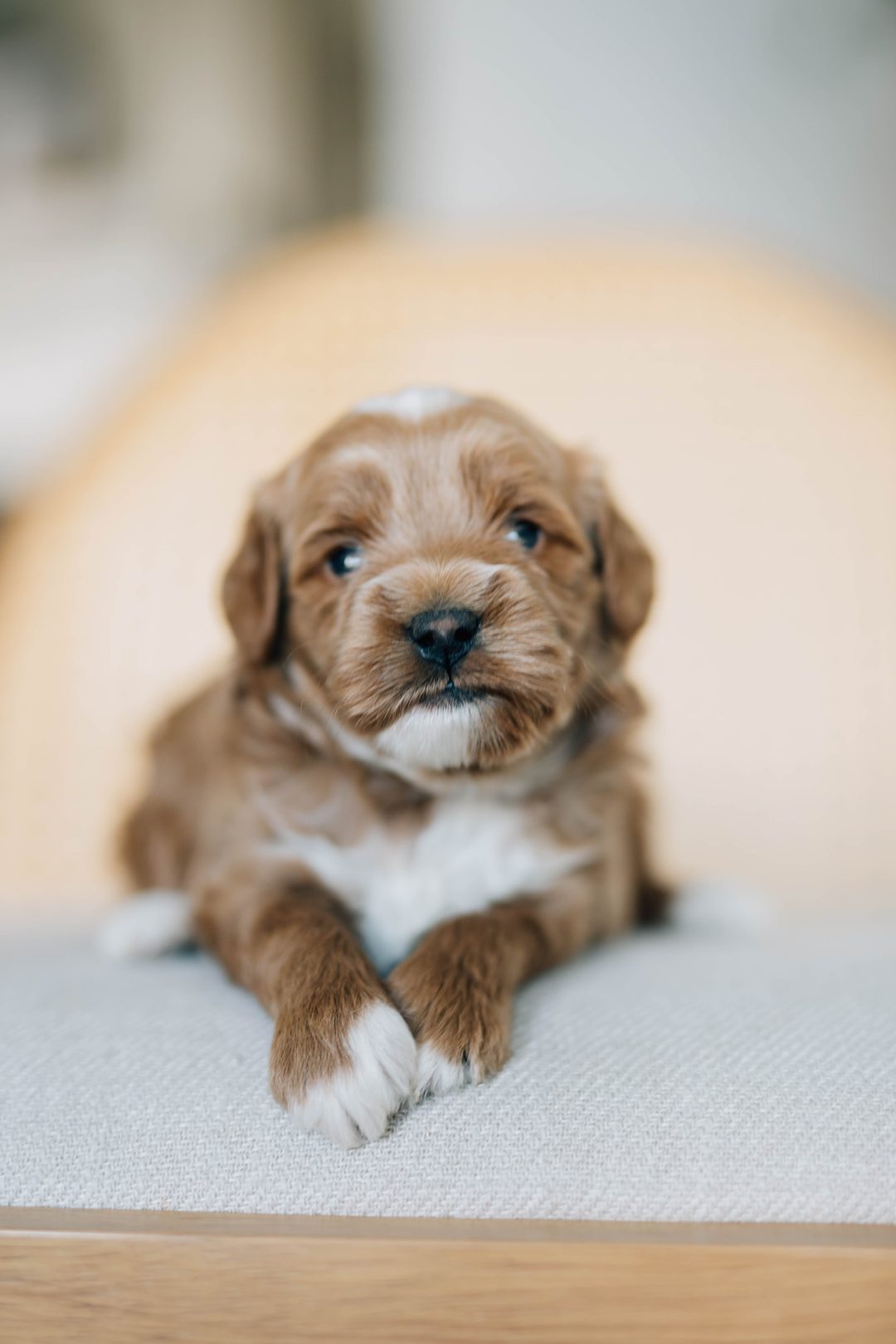 Blue 3.5 weeks old photo