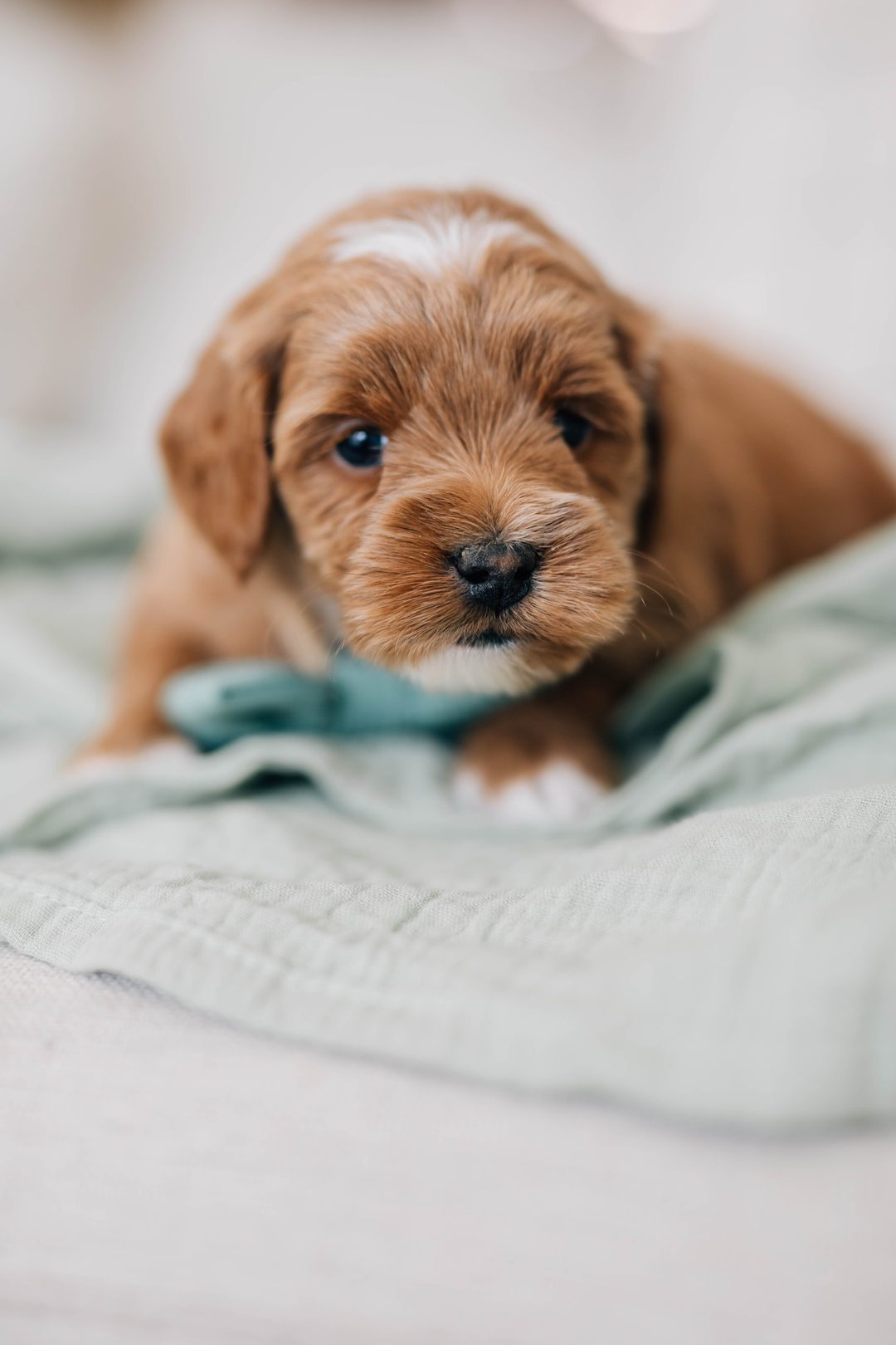 Willow's Blue - Male - Toy Goldendoodle Puppy