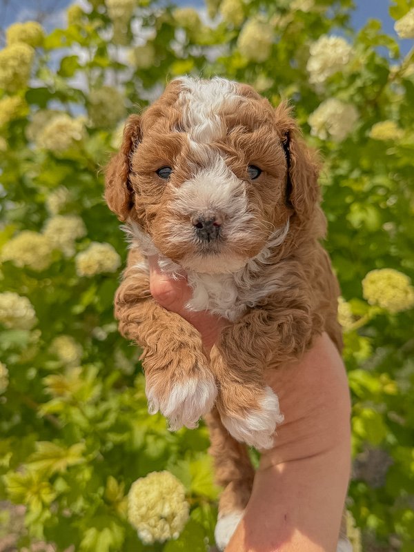 Blue - Male #1 - Ellie x Copper Toy Goldendoodle Puppy