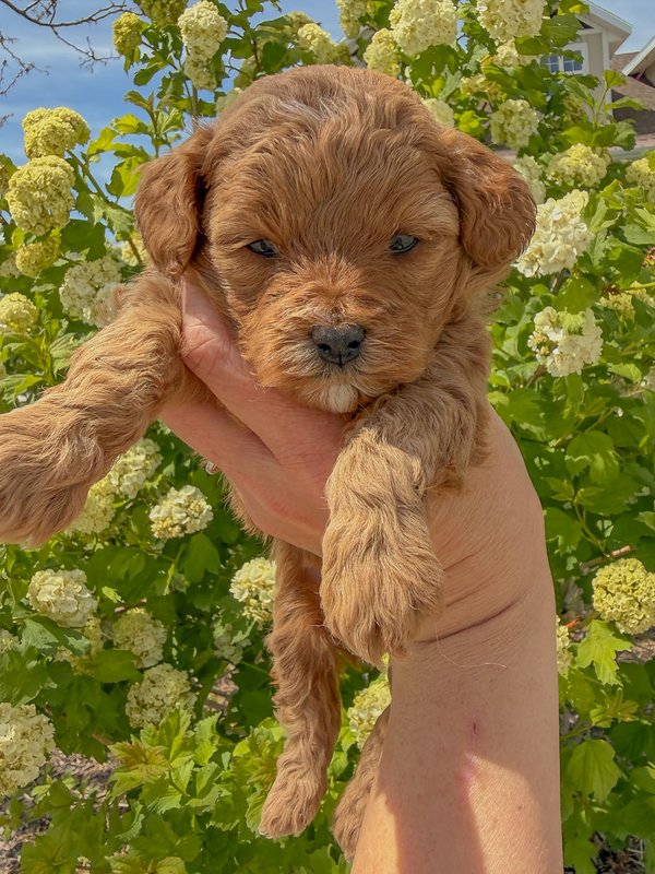 Pink - Female #1 - Zoey x Oso Goldendoodle Puppy
