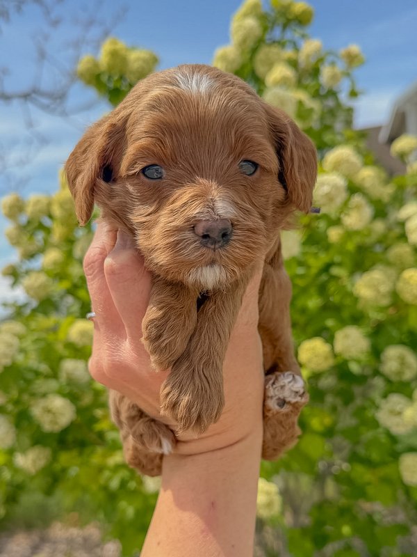 Purple - Female #4 - Zoey x Oso Goldendoodle Puppy