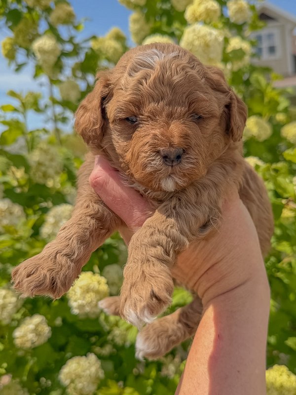 Teal - Female #3 - Zoey x Oso Goldendoodle Puppy