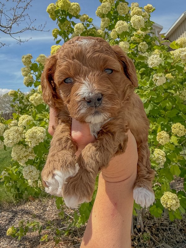 White - Female #2 - Zoey x Oso Goldendoodle Puppy