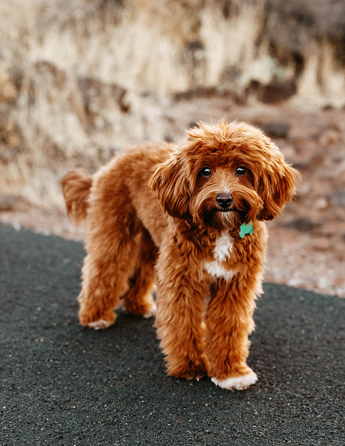Kash - Multigenerational Goldendoodle