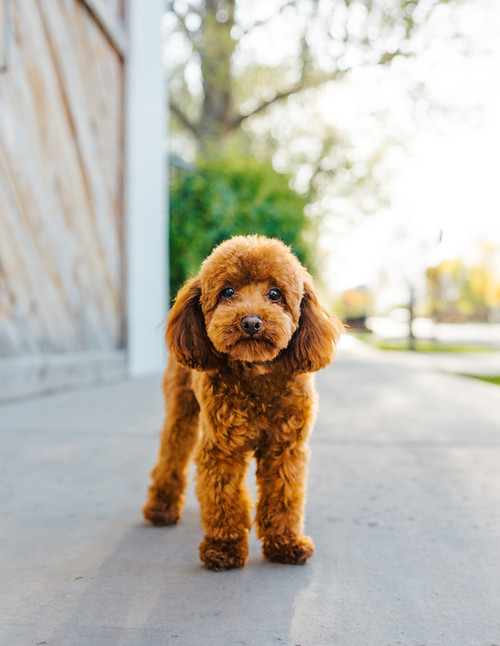 Mr. Banks - AKC Poodle