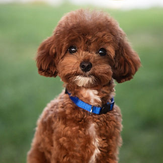 Churro - Teacup Goldendoodle