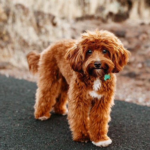 Kash - Multigenerational Goldendoodle