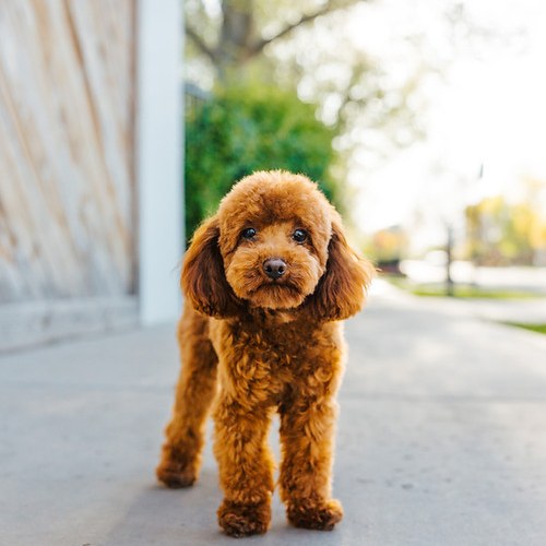 Mr. Banks - AKC Poodle