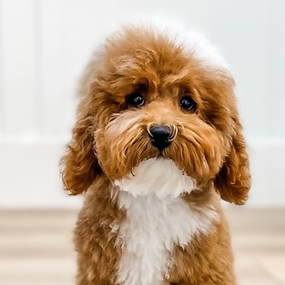 Roscoe - AKC Toy Poodle